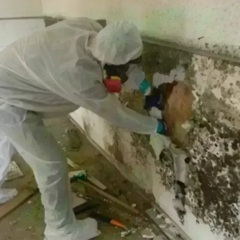 Mold Remediation and Removal in Hooker County, NE